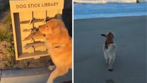 Illustration : "Ce Golden Retriever découvre avec bonheur la bibliothèque de bâtons installée sur la plage de son hôtel (vidéo)"
