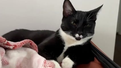 Illustration : À l’approche d’une tornade, un chat trouve refuge chez une jeune femme et décide finalement de s’y installer (vidéo)
