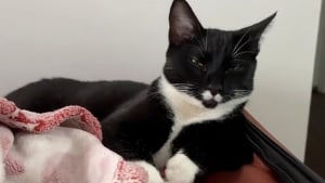 Illustration : "À l’approche d’une tornade, un chat trouve refuge chez une jeune femme et décide finalement de s’y installer (vidéo)"