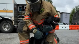 Illustration : "Des futurs chiens guides d'aveugles se font des amis parmi les pompiers en passant un après-midi mémorable à la caserne"