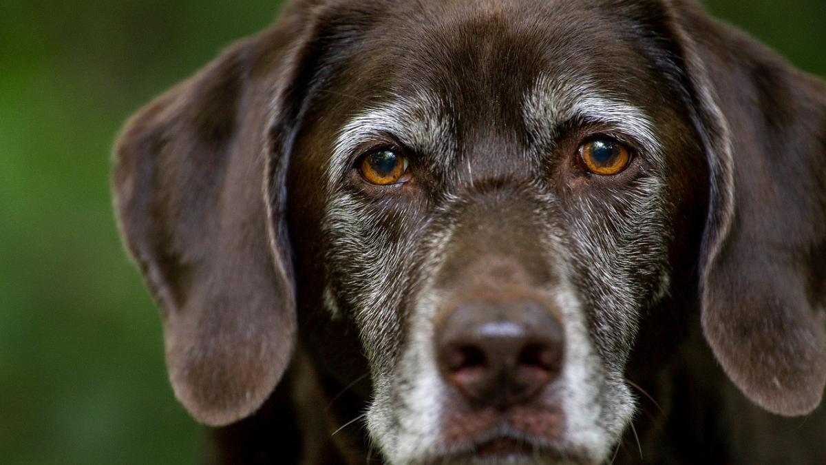 Illustration : "9 conseils pour aider votre chien à vieillir"