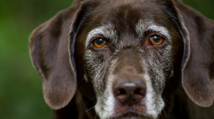 Illustration : 9 conseils pour aider votre chien à vieillir
