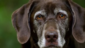Illustration : "9 conseils pour aider votre chien à vieillir"