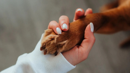 Illustration : 10 indices montrant que votre chien modifie subtilement votre quotidien