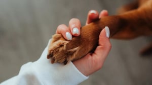 Illustration : "10 indices montrant que votre chien modifie subtilement votre quotidien"