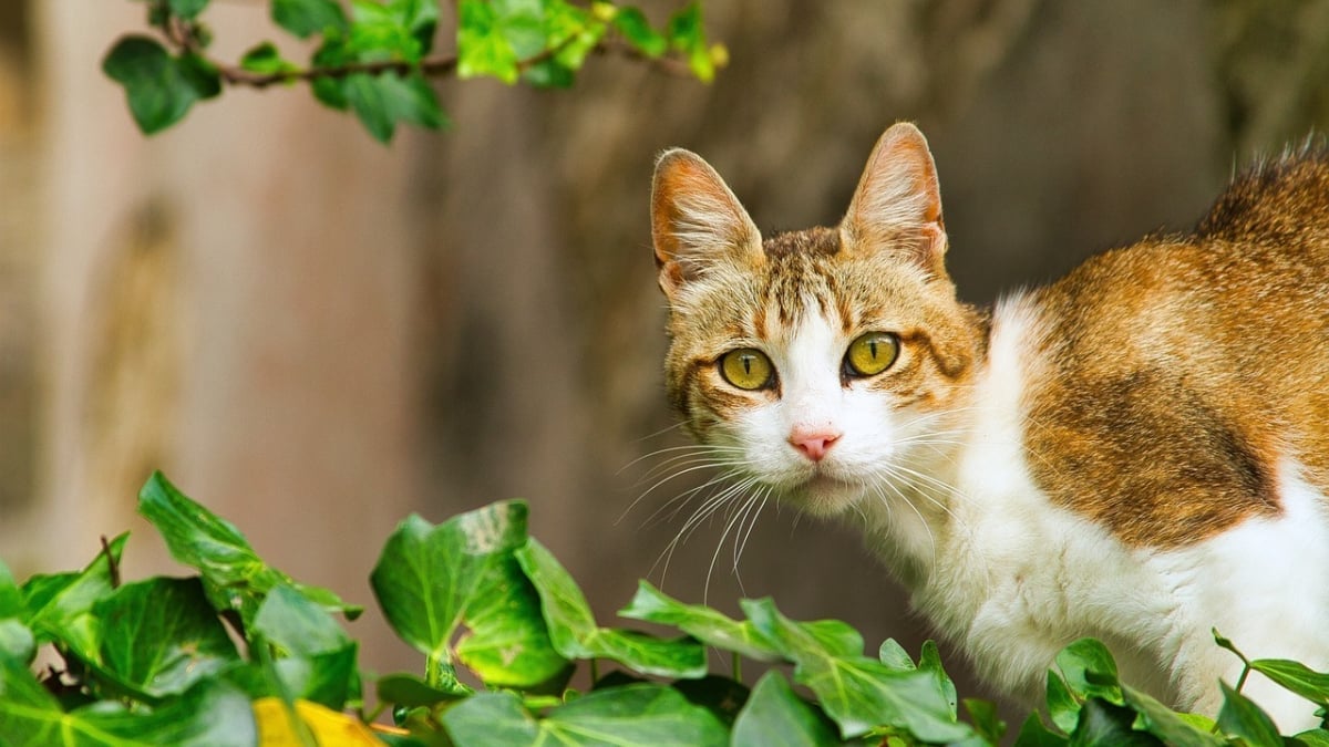Illustration : "7 signaux qui montrent que les chats vivent selon leur propre routine"