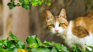Illustration : "7 signaux qui montrent que les chats vivent selon leur propre routine"