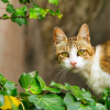Illustration : 7 signaux qui montrent que les chats vivent selon leur propre routine
