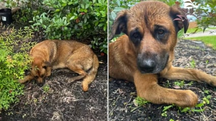 Illustration : En découvrant un chien blessé sous la pluie, elle reste des heures à ses côtés pour lui redonner une seconde chance (vidéo)