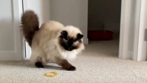 Illustration : "Grâce à un simple élastique, cette chatte âgée redevient un chaton joueur (vidéo)"