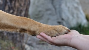 Illustration : "Le désarroi d'un sans-abri dépossédé de sa chienne laisse place à la joie 3 semaines plus tard"