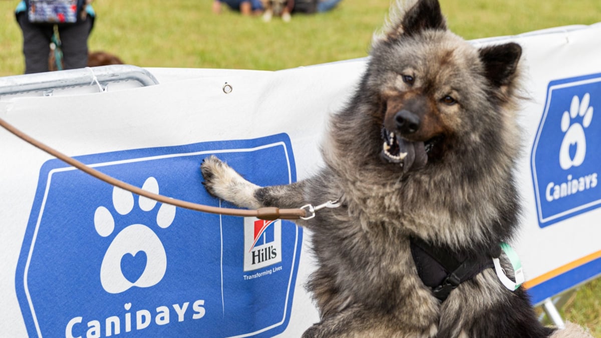 Illustration : "Canidays avec Hill’s, l’événement « dogfriendly » à ne pas manquer, revient les 4, 5 et 6 juillet 2025"