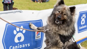 Illustration : "Canidays avec Hill’s, l’événement « dogfriendly » à ne pas manquer, revient les 4, 5 et 6 juillet 2025"