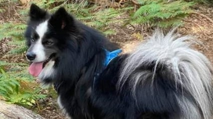 Illustration : Son chien s’est volatilisé pendant un week-end en Normandie, elle le retrouve après 60 jours de cavale grâce à un piège et l'aide de 2 agriculteurs