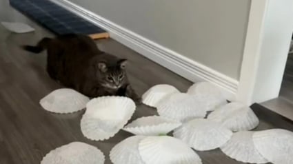 Illustration : Afin de proposer des activités variées à ses chats, cette jeune femme redouble d’inventivité en utilisant des objets de cuisine (vidéo)