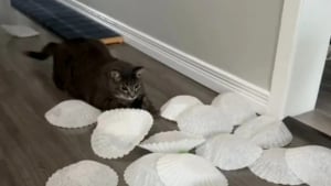 Illustration : "Afin de proposer des activités variées à ses chats, cette jeune femme redouble d’inventivité en utilisant des objets de cuisine (vidéo)"