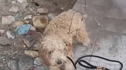 Illustration : Un chien errant prisonnier d'un morceau de fil barbelé en est libéré par un policier et commence une nouvelle vie