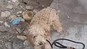 Illustration : Un chien errant prisonnier d'un morceau de fil barbelé en est libéré par un policier et commence une nouvelle vie