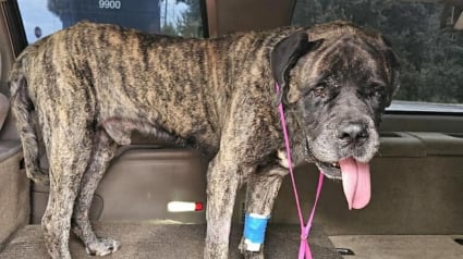 Illustration : Jeté dans un lac pour y être noyé, ce Mastiff a été sauvé in extremis et découvre désormais l’amour avec sa formidable famille d’adoption