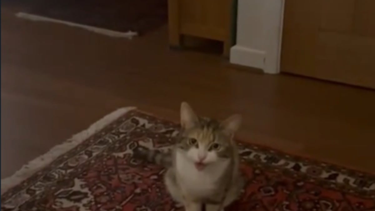 Illustration : "Rescapée d’une vie de peur et de silence, cette chatte miaule pour la première fois dans son nouveau foyer"