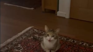 Illustration : "Rescapée d’une vie de peur et de silence, cette chatte miaule pour la première fois dans son nouveau foyer"