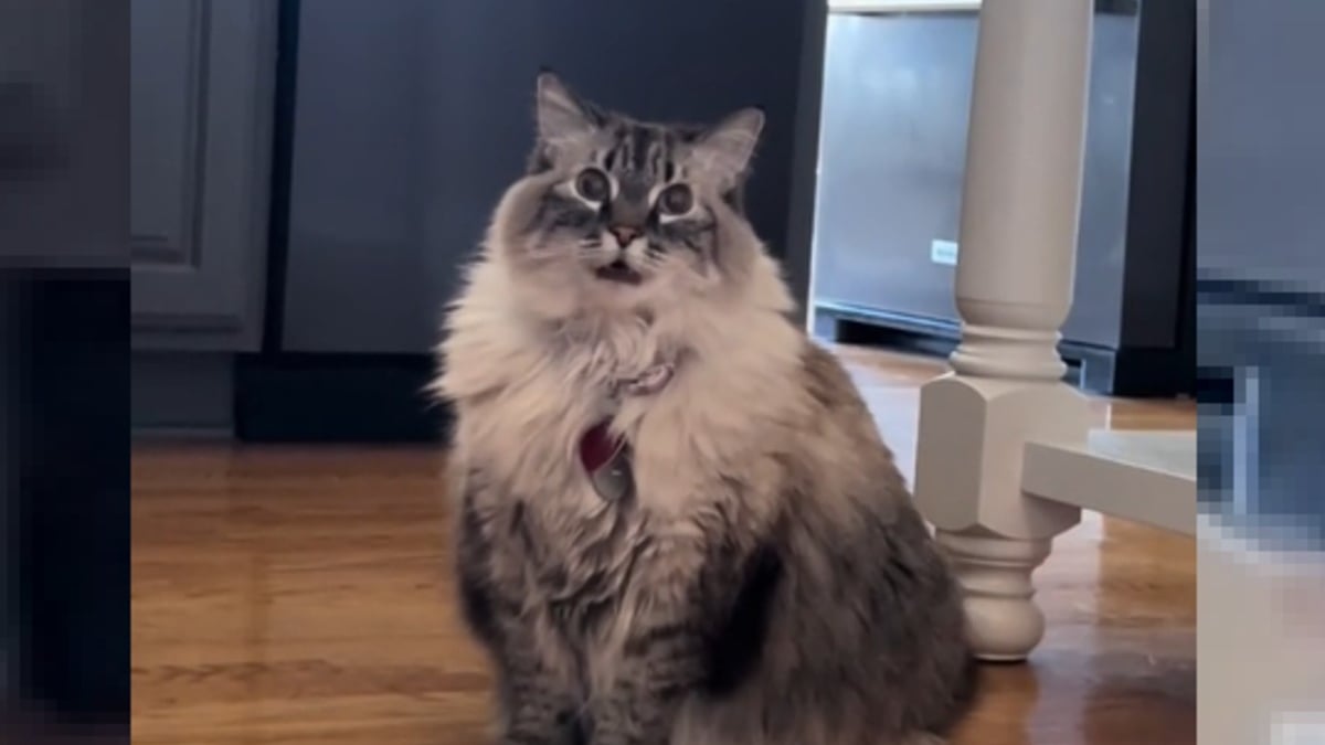 Illustration : "Le pet-sitter de cette chatte qui se prend pour un chien ne se lasse pas de sa voix typiquement canine (vidéo)"