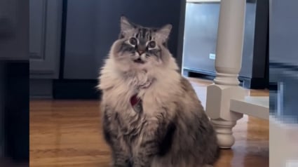 Illustration : Le pet-sitter de cette chatte qui se prend pour un chien ne se lasse pas de sa voix typiquement canine (vidéo)