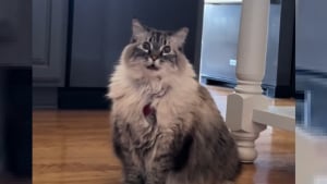 Illustration : "Le pet-sitter de cette chatte qui se prend pour un chien ne se lasse pas de sa voix typiquement canine (vidéo)"