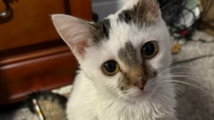 Illustration : "Atteinte de nanisme, cette adorable petite chatte pesant 1 kilo ne grandira jamais et n’a pourtant aucun mal à s'imposer dans sa famille nombreuse"