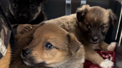 Illustration : Le démantèlement d'un campement illégal sauve 19 chiens drogués et exploités à des fins de mendicité