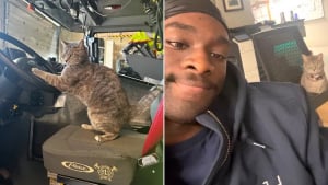 Illustration : "Depuis qu’elle accompagne son maître au travail, cette petite chatte tigrée est devenue la star de sa caserne de pompier (vidéo)"
