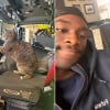 Illustration : Depuis qu’elle accompagne son maître au travail, cette petite chatte tigrée est devenue la star de sa caserne de pompier (vidéo)