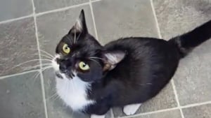 Illustration : "En ramenant à sa maîtresse un objet insolite, ce chat semble vouloir lui faire passer un message (vidéo)"