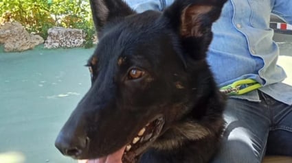 Illustration : Un usager surpris de croiser un chien seul dans le train se donne pour mission de le retrouver et de lui offrir une vie heureuse