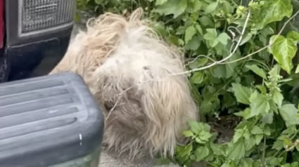 Illustration : Un chien traumatisé par son abandon et un séisme concentre les efforts d'un duo de bénévoles déterminées à transformer sa vie