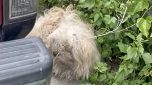 Illustration : Un chien traumatisé par son abandon et un séisme concentre les efforts d'un duo de bénévoles déterminées à transformer sa vie