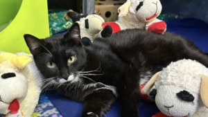 Illustration : "Cette chatte collectionneuse d'agneaux en peluche ne désespère pas de quitter le refuge aux bras d'un adoptant aimant"