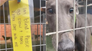 Illustration : "Une vidéo poignante de quelques secondes change la vie d'un chien aveugle attendant sa chance depuis 4 mois et demi"