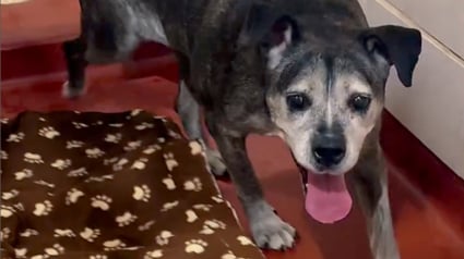 Illustration : Âgée de 13 ans, cette chienne vient de perdre son maître, mais est adoptée par une famille qui a parcouru plus de 1 300 kilomètres pour elle (vidéo)