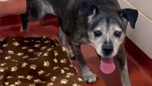 Illustration : "Âgée de 13 ans, cette chienne vient de perdre son maître, mais est adoptée par une famille qui a parcouru plus de 1 300 kilomètres pour elle (vidéo)"