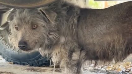 Illustration : Errant et abattu, il croise le chemin de deux sauveurs et se transforme en chien joyeux un mois plus tard sur la plage (vidéo)