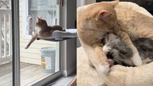 Illustration : "Un chat passe de la solitude et l'ennui à un quotidien survolté et joyeux après l'arrivée de son jeune congénère (vidéo)"