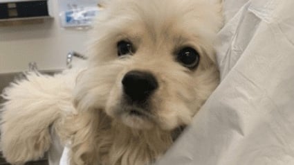 Illustration : Prisonnière d’une caisse et enfermée dans un placard, cette chienne découvre enfin la lumière du jour et s’apprête à vivre des lendemains plus joyeux
