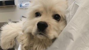 Illustration : Prisonnière d’une caisse et enfermée dans un placard, cette chienne découvre enfin la lumière du jour et s’apprête à vivre des lendemains plus joyeux