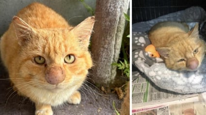 Illustration : Découvert dans la forêt avec un nez enflé, ce chat étonne ses sauveurs qui ont décidé de croire en lui
