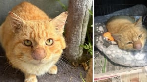 Illustration : "Découvert dans la forêt avec un nez enflé, ce chat étonne ses sauveurs qui ont décidé de croire en lui"