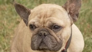 Illustration : "Un Bouledogue Français pris au piège dans un conduit de drainage agit 
