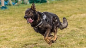Illustration : "Après 7 années de bons et loyaux services, ce chien policier au flair redoutable s'offre une retraite en or"