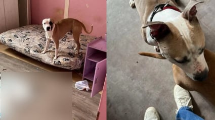 Illustration : Une nouvelle vie commence pour 4 chiens affamés découverts dans un logement vide et insalubre