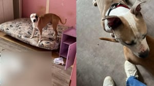 Illustration : "Une nouvelle vie commence pour 4 chiens affamés découverts dans un logement vide et insalubre"